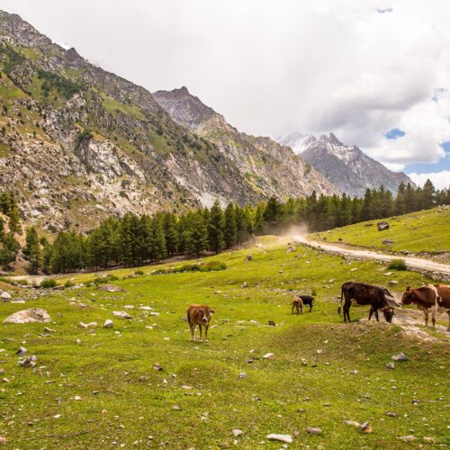 Grazing cows in a picturesque mountainous landscape in Pakistan during a clear day.