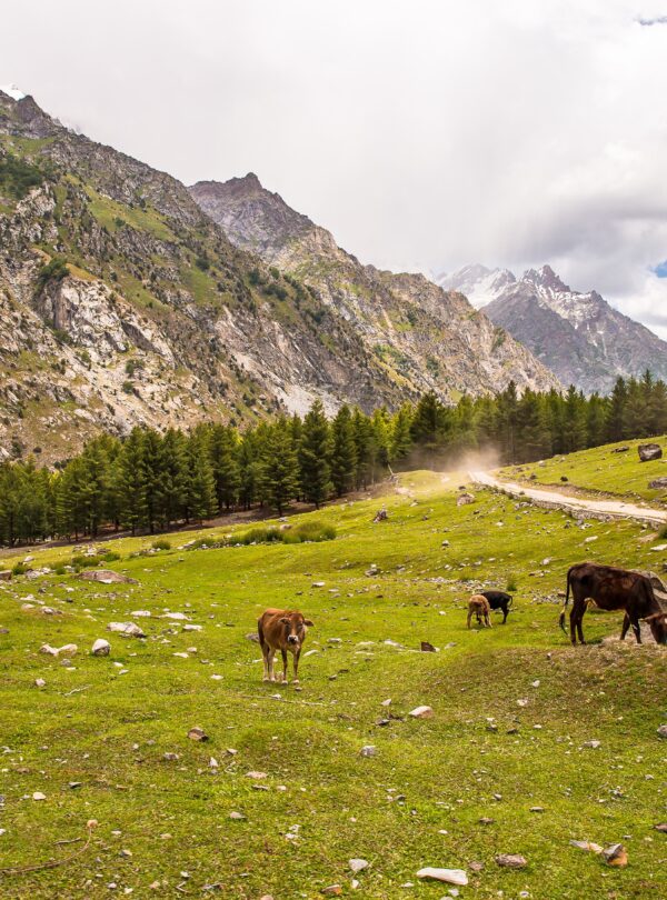 Grazing cows in a picturesque mountainous landscape in Pakistan during a clear day.
